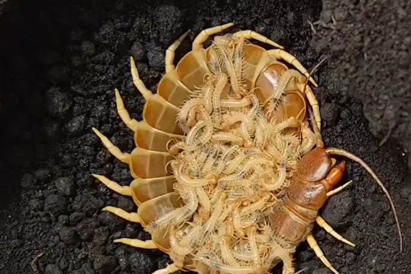 Centipedes are some of the best moms amongst invertebrates.